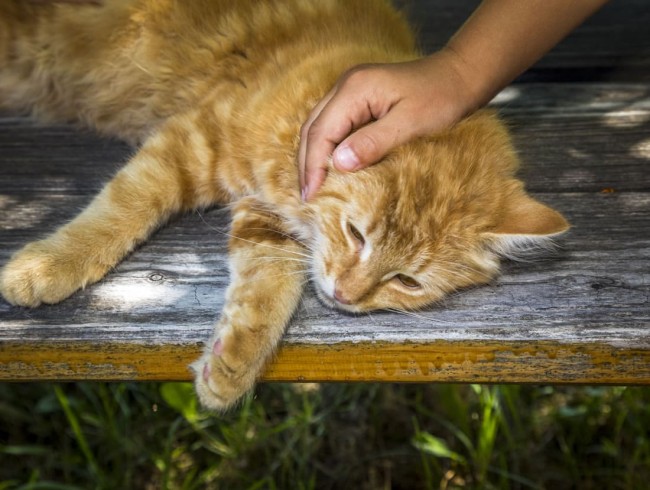 Katzen zum Streicheln